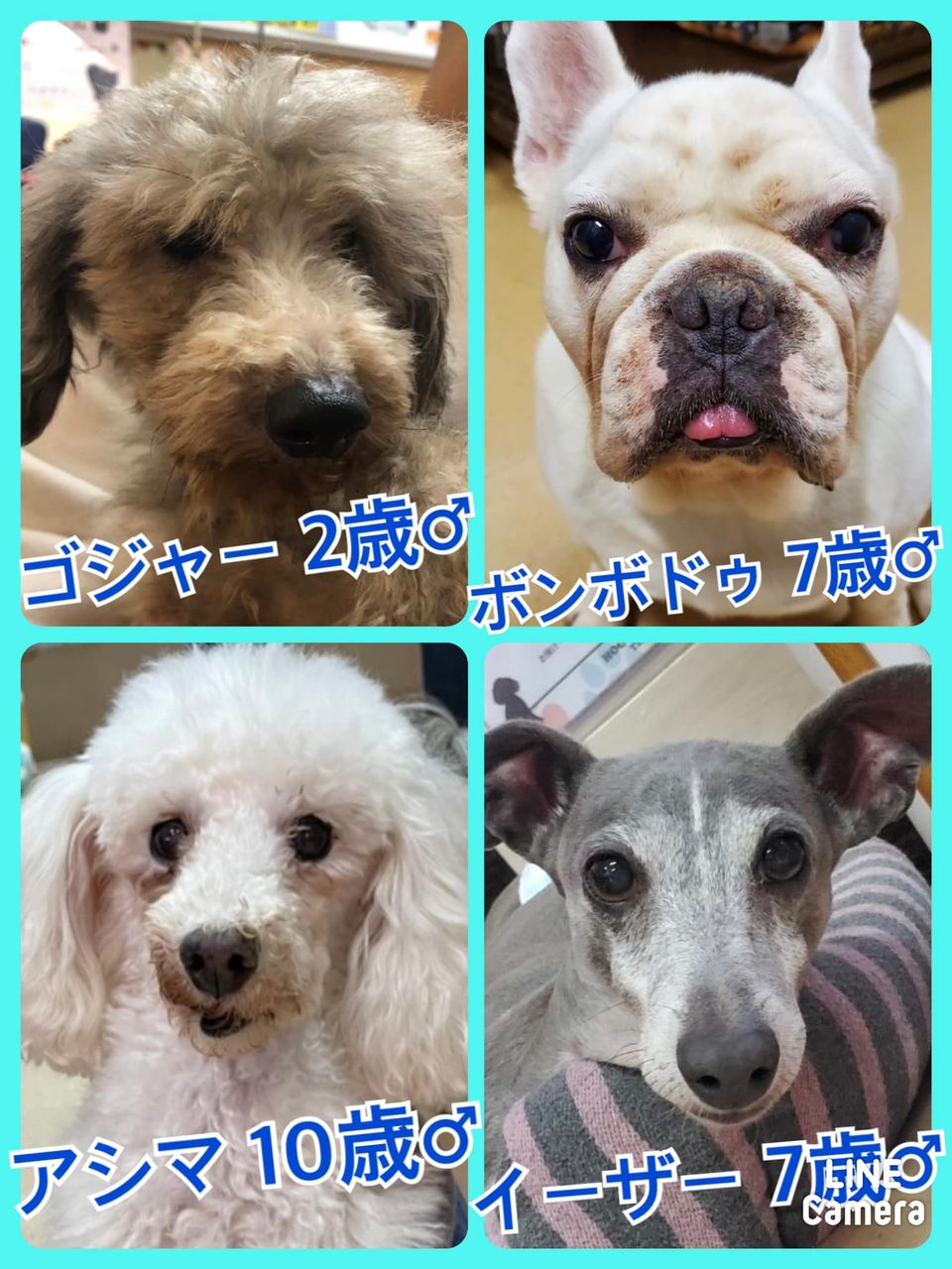 🐾今日の里親様募集中ワンコ🐶メンバーです🐾2021,11,25